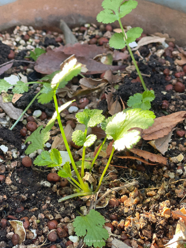 母が持ってきた種