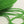 Fresh green