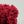 Flower yarn -Rose-