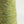 Macha Latte