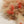 【vel_original】Dry flower