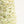 Flag yarn -抹茶 macha-