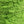 　Lace mini ribbon yarn - フレッシュグリーン Fresh green-