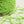 　Lace mini ribbon yarn - フレッシュグリーン Fresh green-
