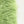 Soft Feather -Fresh green-