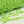 　Lace mini ribbon yarn - フレッシュグリーン Fresh green-