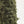 Flower yarn -Moss-