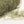 Soft Feather -Forest green-