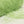 Soft Feather -Fresh green-